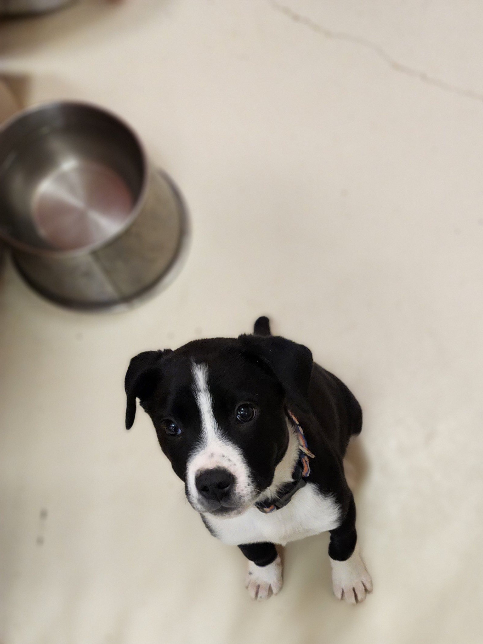 adoptable Dog in Webster, WI named Yukon
