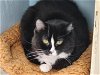 adoptable Cat in webster, WI named Maxine