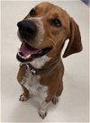 adoptable Dog in webster, WI named Rusty