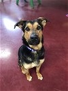 adoptable Dog in  named Quinn