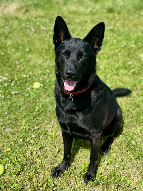 Bear, an adoptable German Shepherd Dog in Webster, WI