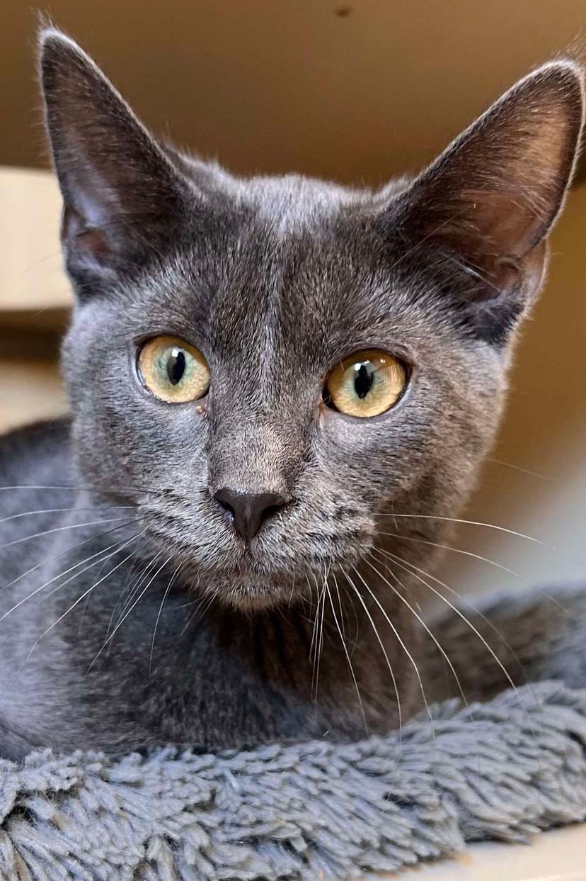 adoptable Cat in Webster, WI named Grayling