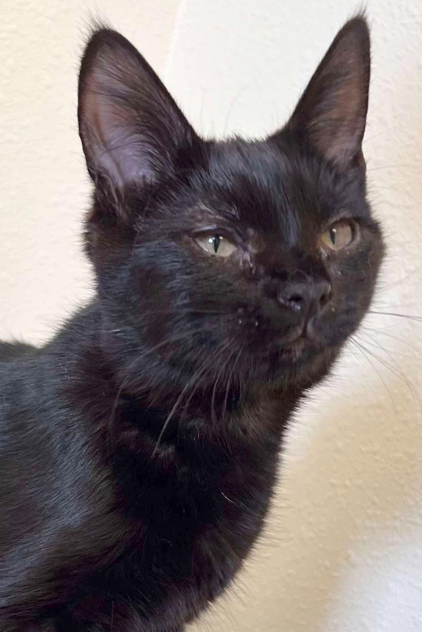 adoptable Cat in Webster, WI named Maleficent