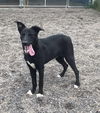 adoptable Dog in Webster, WI named Jack