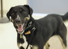 adoptable Dog in webster, WI named King