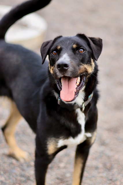 picture of the dog needing adoption