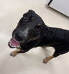 adoptable Dog in Webster, WI named King