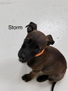 adoptable Dog in  named Storm