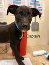 adoptable Dog in Webster, WI named Captain