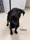 adoptable Dog in  named Falcon