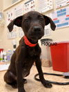 adoptable Dog in  named Rogue