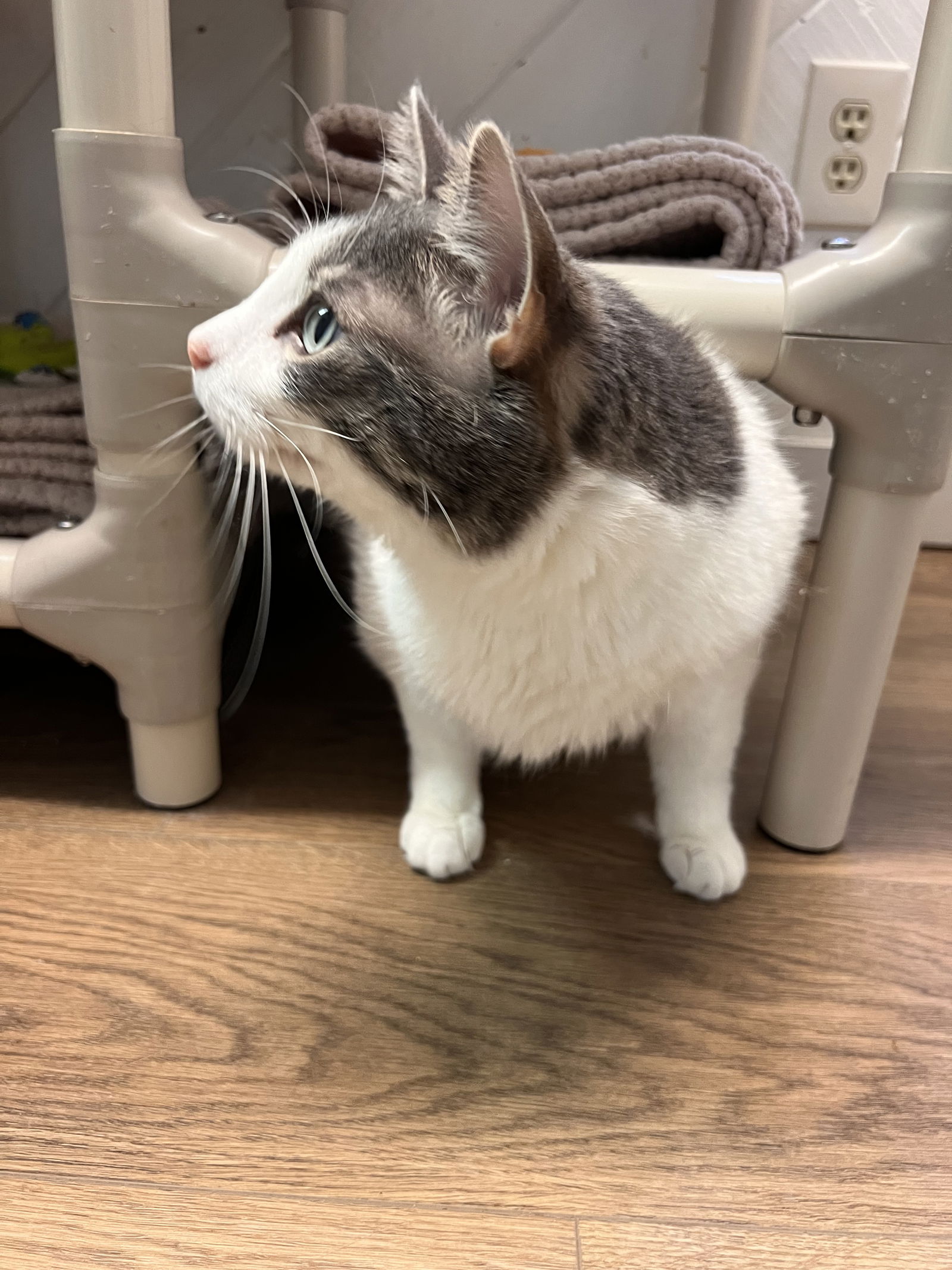 adoptable Cat in Webster, WI named Loaf