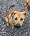 adoptable Dog in , WI named Barbie