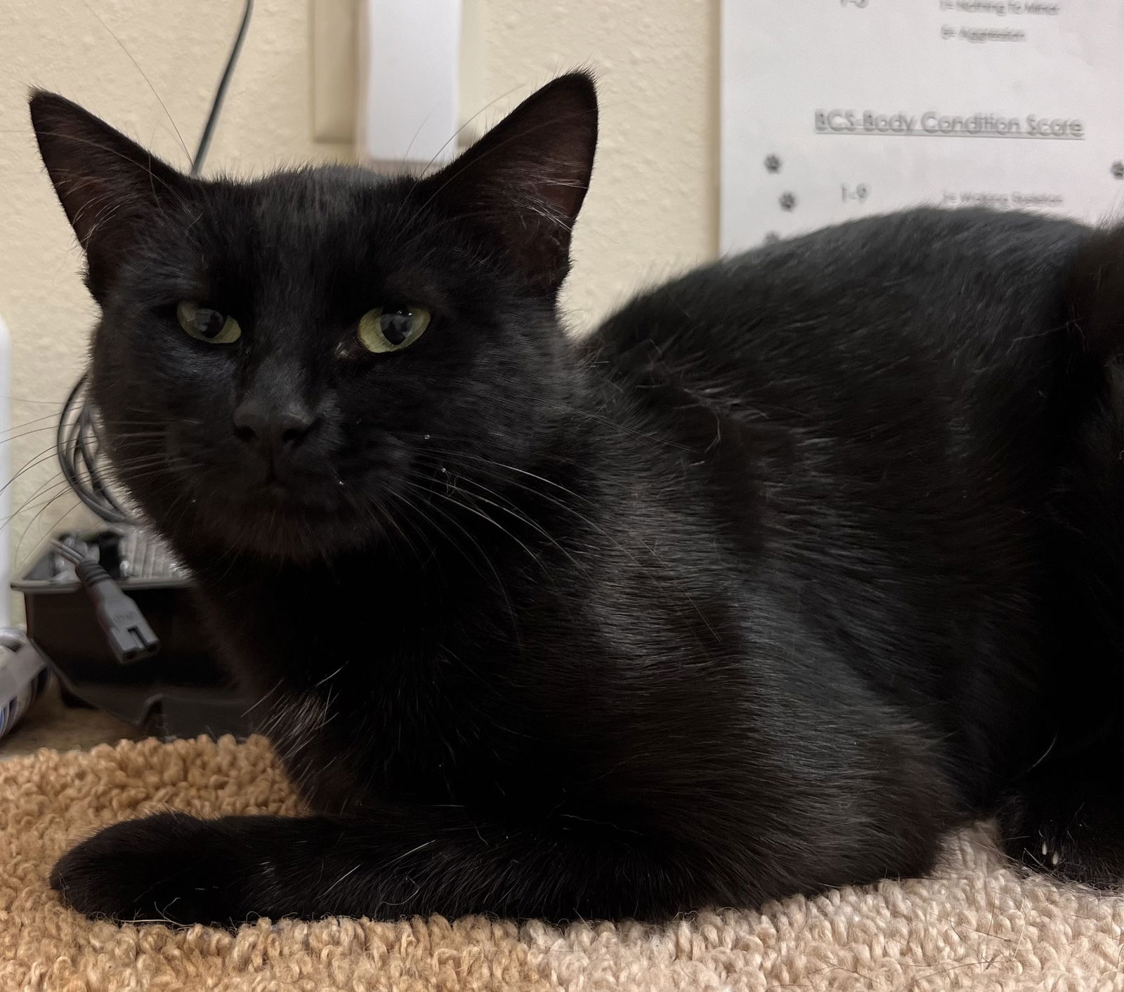 adoptable Cat in Webster, WI named Banks