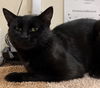 adoptable Cat in , WI named Banks