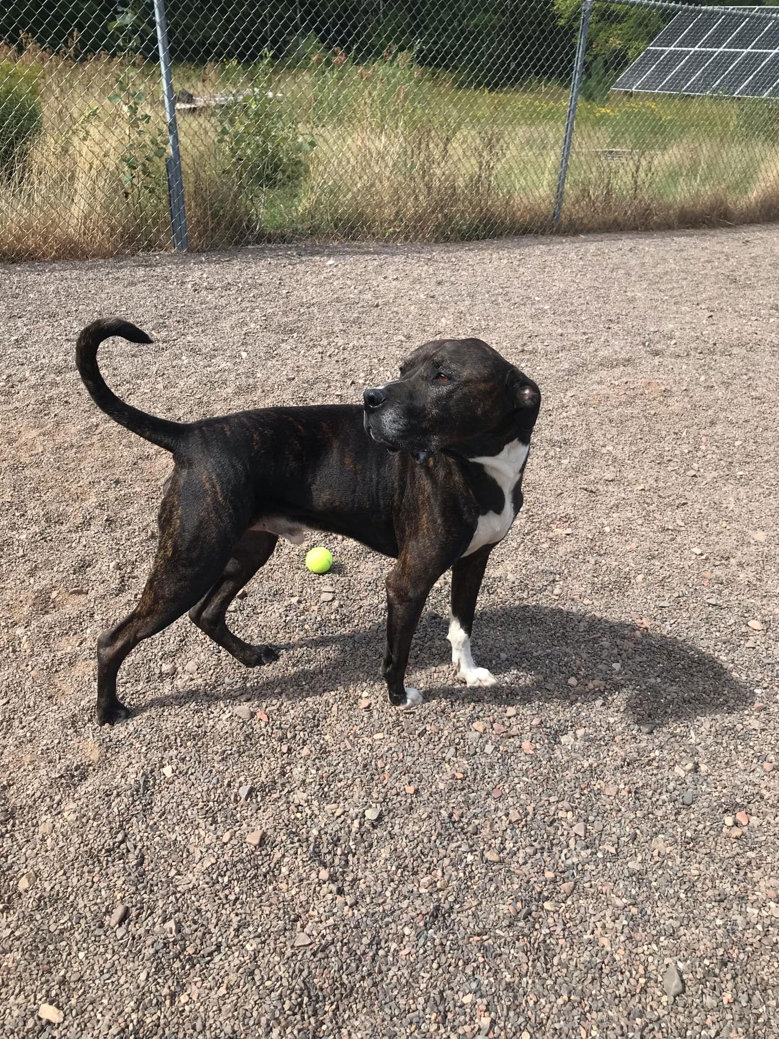 adoptable Dog in Webster, WI named Dusty