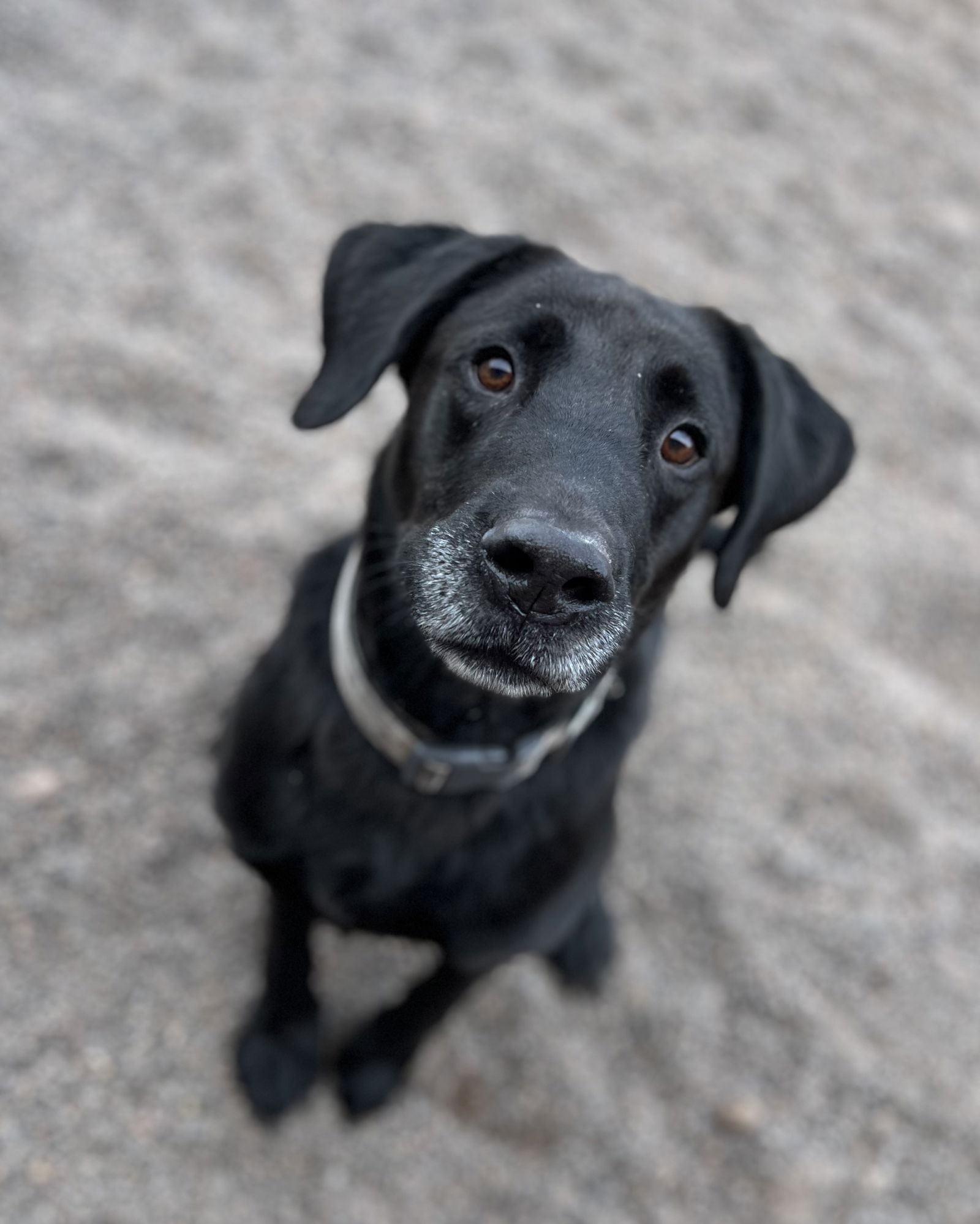 adoptable Dog in Webster, WI named Diesel