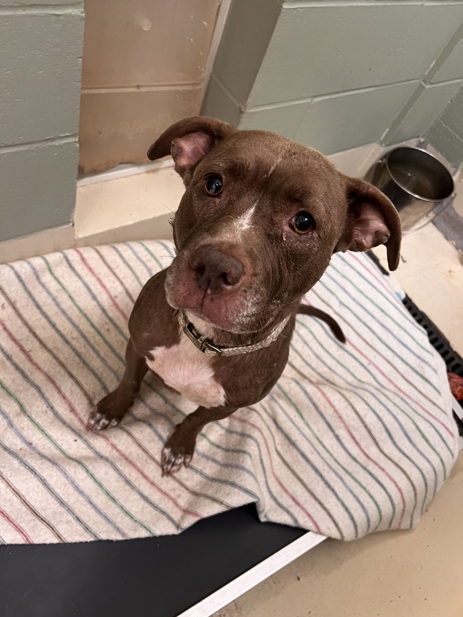 adoptable Dog in Webster, WI named Sweetie-May