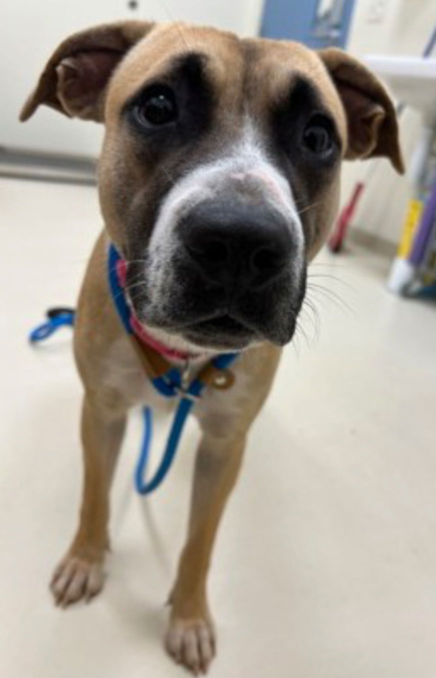 adoptable Dog in Webster, WI named Spoons