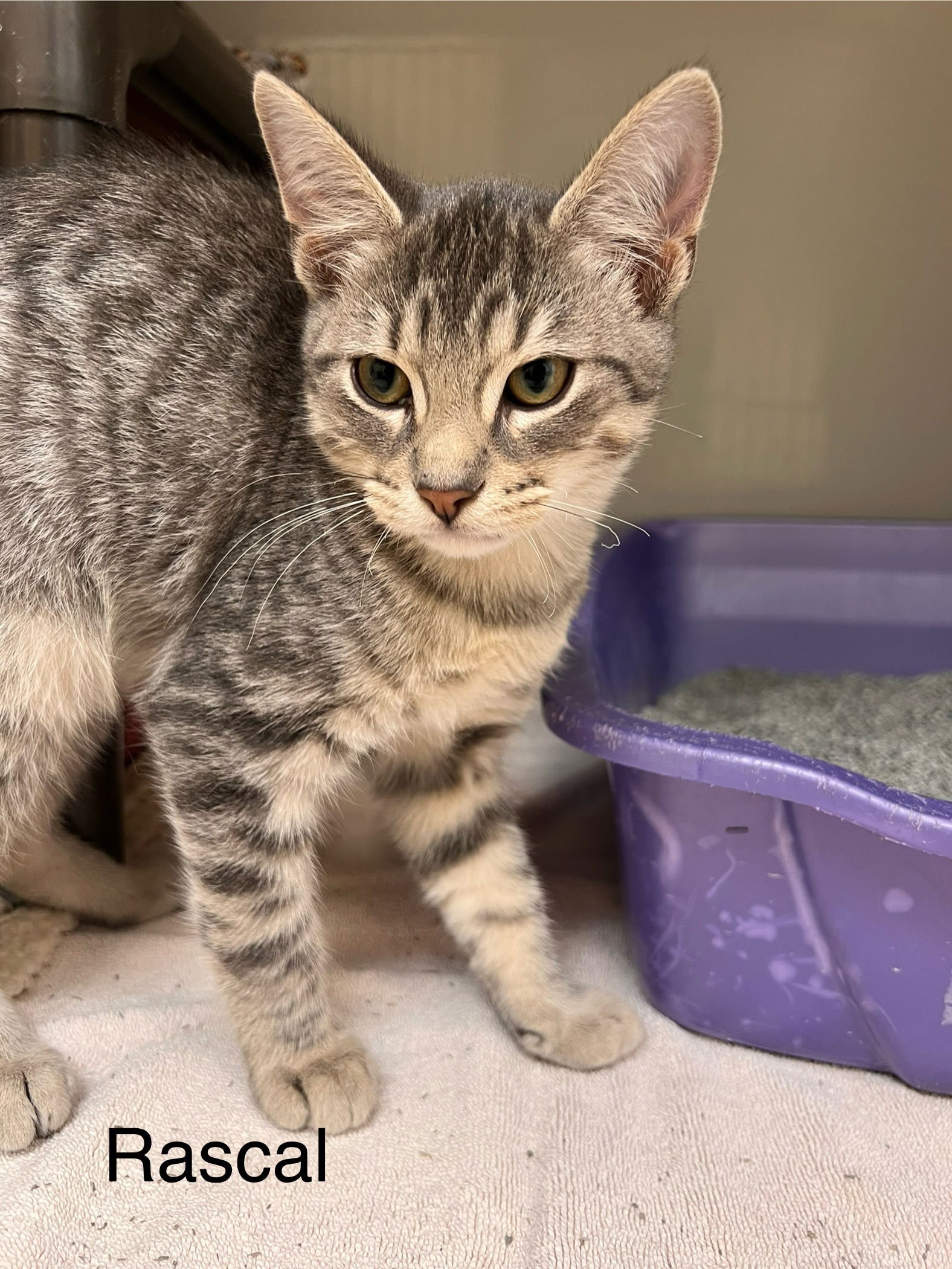 adoptable Cat in Webster, WI named Rascal