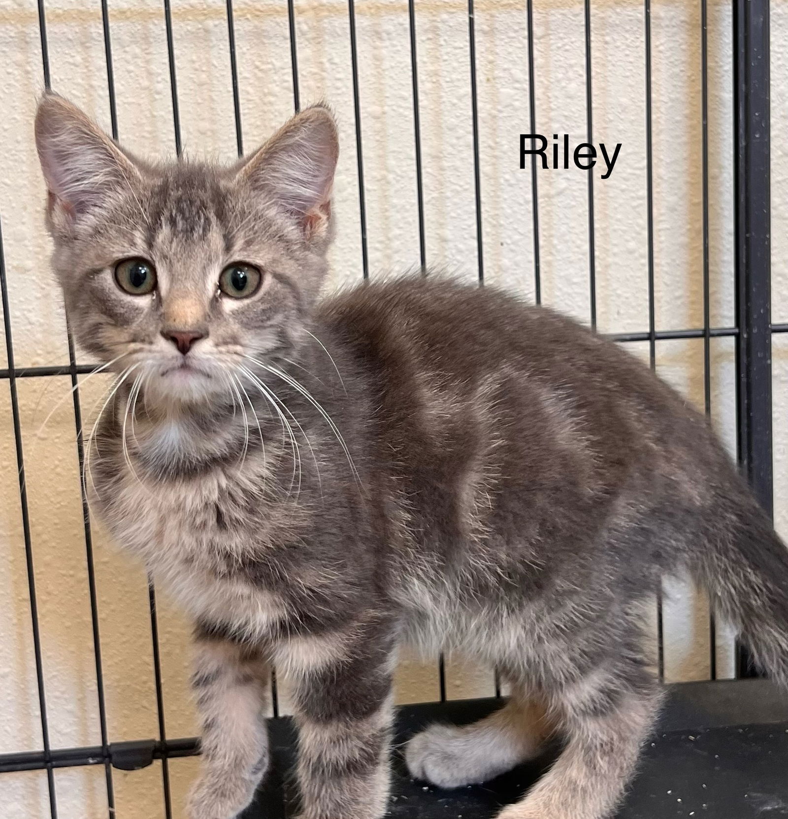 adoptable Cat in Webster, WI named Riley