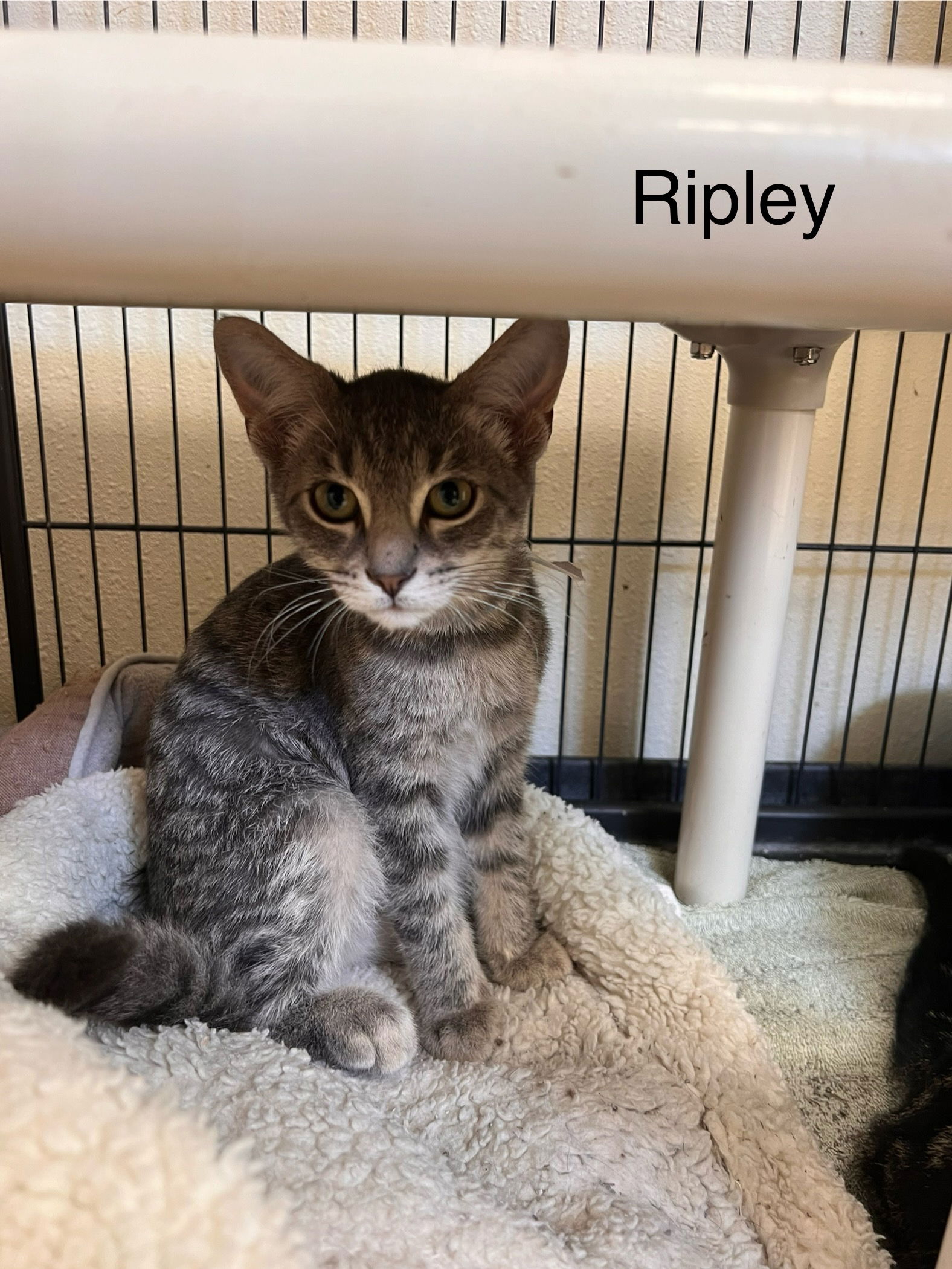 adoptable Cat in Webster, WI named Ripley