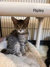 adoptable Cat in , WI named Ripley