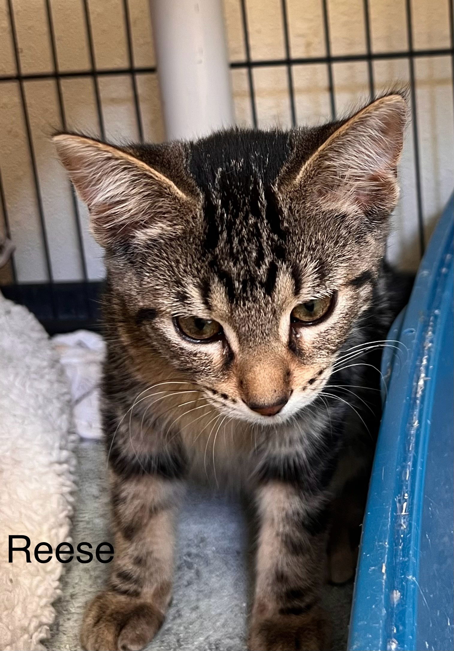 adoptable Cat in Webster, WI named Reese