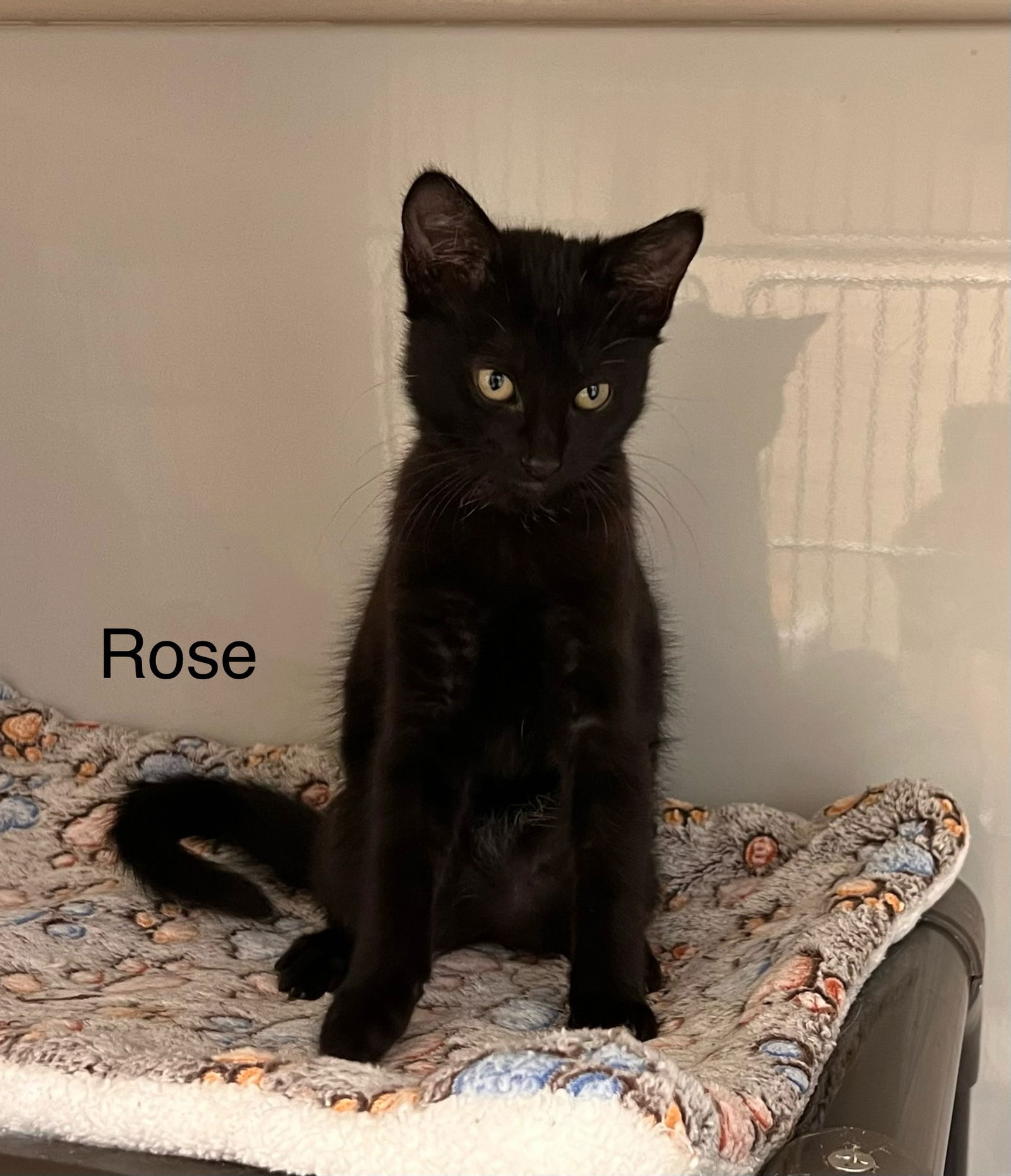 adoptable Cat in Webster, WI named Rose