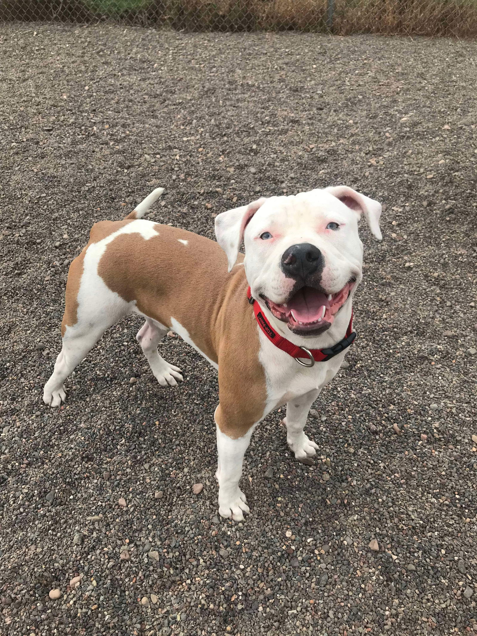 adoptable Dog in Webster, WI named Jake