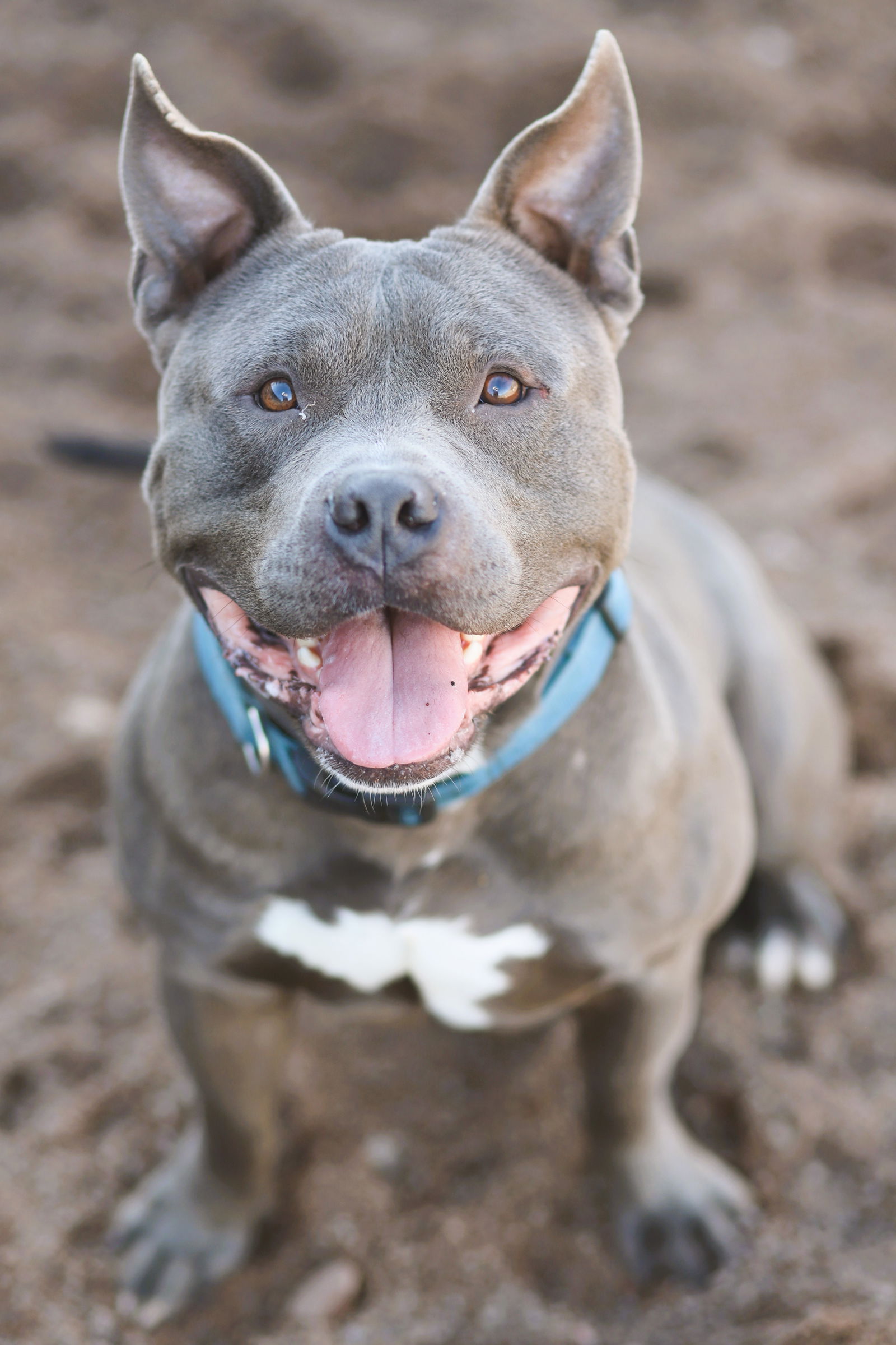 adoptable Dog in Webster, WI named Archie