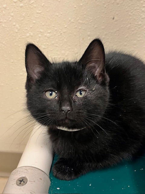 picture of the cat needing adoption