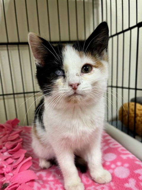 picture of the cat needing adoption