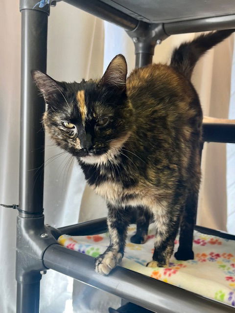 picture of the cat needing adoption