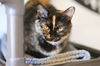 adoptable Cat in webster, WI named Siri