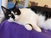 adoptable Cat in webster, WI named Mallory