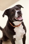adoptable Dog in webster, WI named Woody
