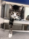 adoptable Cat in Webster, WI named Abby