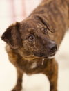 adoptable Dog in webster, WI named Weasel