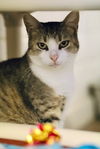 adoptable Cat in Webster, WI named Amanda