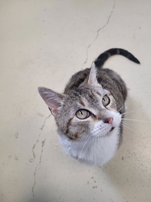 picture of the cat needing adoption