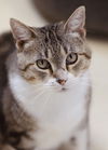 adoptable Cat in webster, WI named Miss Whiskers