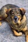 adoptable Dog in Webster, WI named Bonnie