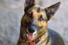 adoptable Dog in Webster, WI named Clyde