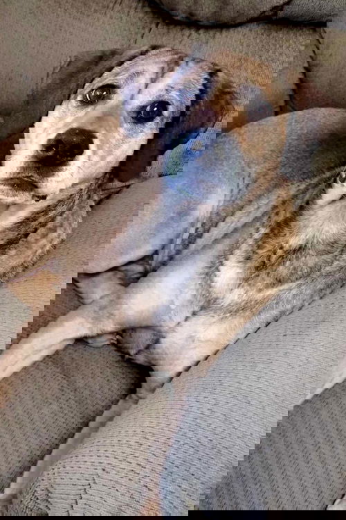 picture of the dog needing adoption