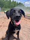 adoptable Dog in webster, WI named Pepperoni
