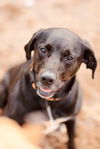 adoptable Dog in Webster, WI named Pepperoni