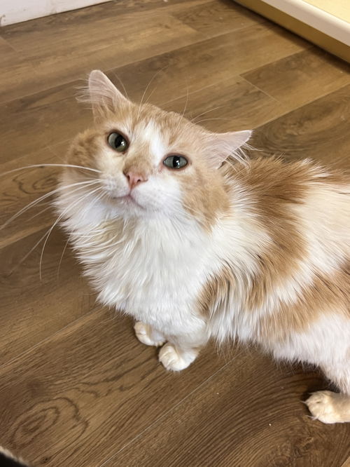 picture of the cat needing adoption