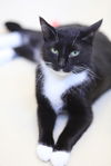 adoptable Cat in Webster, WI named Ella