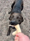 adoptable Dog in  named Rico